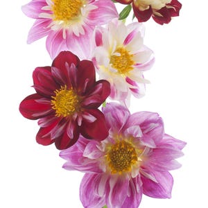 Puede incluir: Un conjunto de vibrantes dalias en tonos rosa, rojo y blanco, con centros amarillos brillantes. Las flores están dispuestas sobre un fondo blanco limpio, mostrando sus intrincados patrones de pétalos. El texto "Garden Gal Seeds" es visible en la parte inferior.