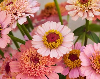 Zinnia Cresto Peachy Pink Samen, Bauerngartenblume, 25 Samen