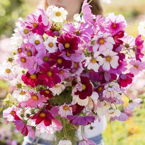 30+ Sensation Mix Cosmos Seeds / Cosmos bipinnatus / Cottage Garden Flower/ (W3) F