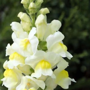 50+ Lemon Sherbet Snapdragon Flower Seeds / Antirrhinum braun-blanquetii / Perennial Snapdragon (GJ22) F
