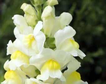Citroensorbet leeuwenbekzaden, meerjarige bloem, 50 zaden