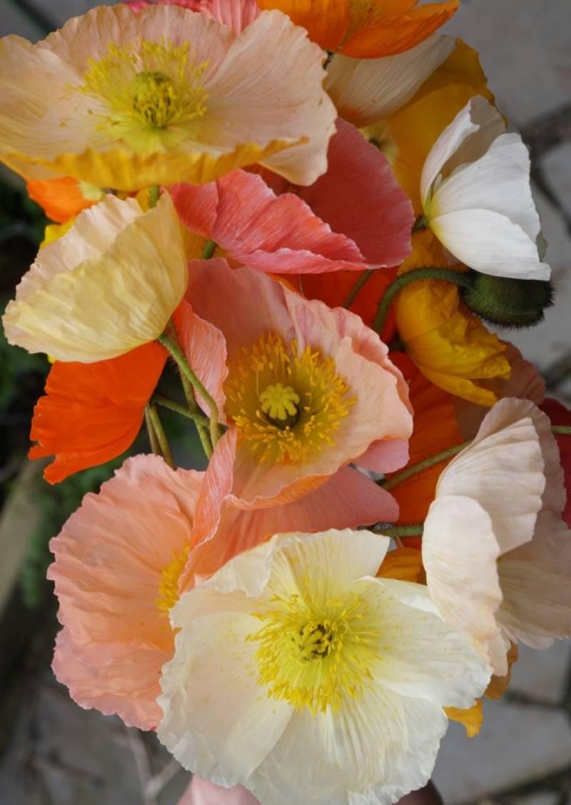 ポピー姫まとめ売り 50/100/150/200/ラージカップミックスアイスランドポピーシード/花の種