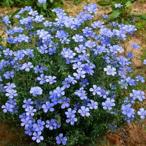Peut inclure: Une vue rapprochée d'un groupe de fleurs de lin bleu en fleurs. Les fleurs sont délicates et ont chacune cinq pétales. Les fleurs poussent dans un jardin.