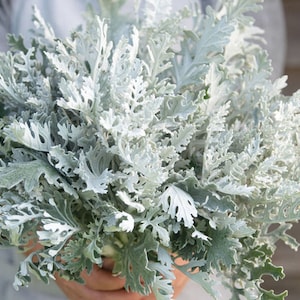 30+ Neue Hohe Dusty Miller Samen / Silber Schnittblumen Laub / Höher als Silverdust (121) F