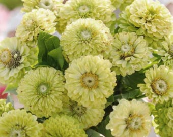 Envy Zinnie Blume - Lindgrün Zinnia elegans, 25 Samen