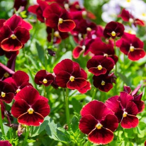 May include: Close-up of deep burgundy pansy flowers with yellow centres, set against green foliage. The petals have a velvety texture, and the flowers are in full bloom, showcasing their intricate details.