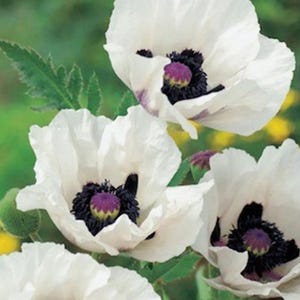 50+ Orientalischer Mohn &#39;Royal Wedding&#39; Samen / Papaver orientale / Cottage Garden Blumensamen / (GJ13) F