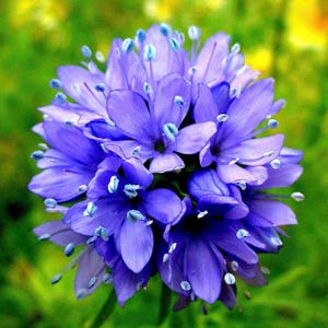 50/100/ Globe Gilia Frön / Queen Annes Fingerborg / Blå Fingerborgsblomma / Cottage Garden / (GE11) F