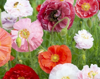Angel's Choir Poppy Seeds: Papaver rhoeas, Pastel Mix, 50 Seeds