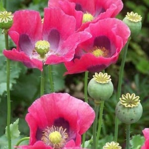 Op de afbeelding: Close-up van levendige roze klaprozen met donkerpaarse centra en gele meeldraden. Groene zaaddozen en stelen zijn ook zichtbaar, tegen een vage groene achtergrond. De bloemen staan in volle bloei.