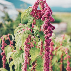 100+ Unique Amaranthus Mira Flower Seeds / Trailing  Amaranth Flower / Amaranthus caudatus / (D9) F
