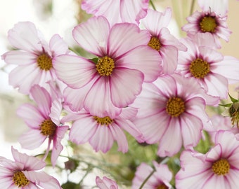 25 Stück Schmuckkörbchen Picotee Blumensamen / Cosmos bipinnatus / Schmuckkörbchen (G43) F