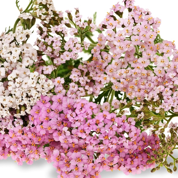 Summer Pastels Yarrow Mix Flower Seeds, English Garden Flower, Spring Fall Autumn Sowing, Cottage Garden, 50 Seeds