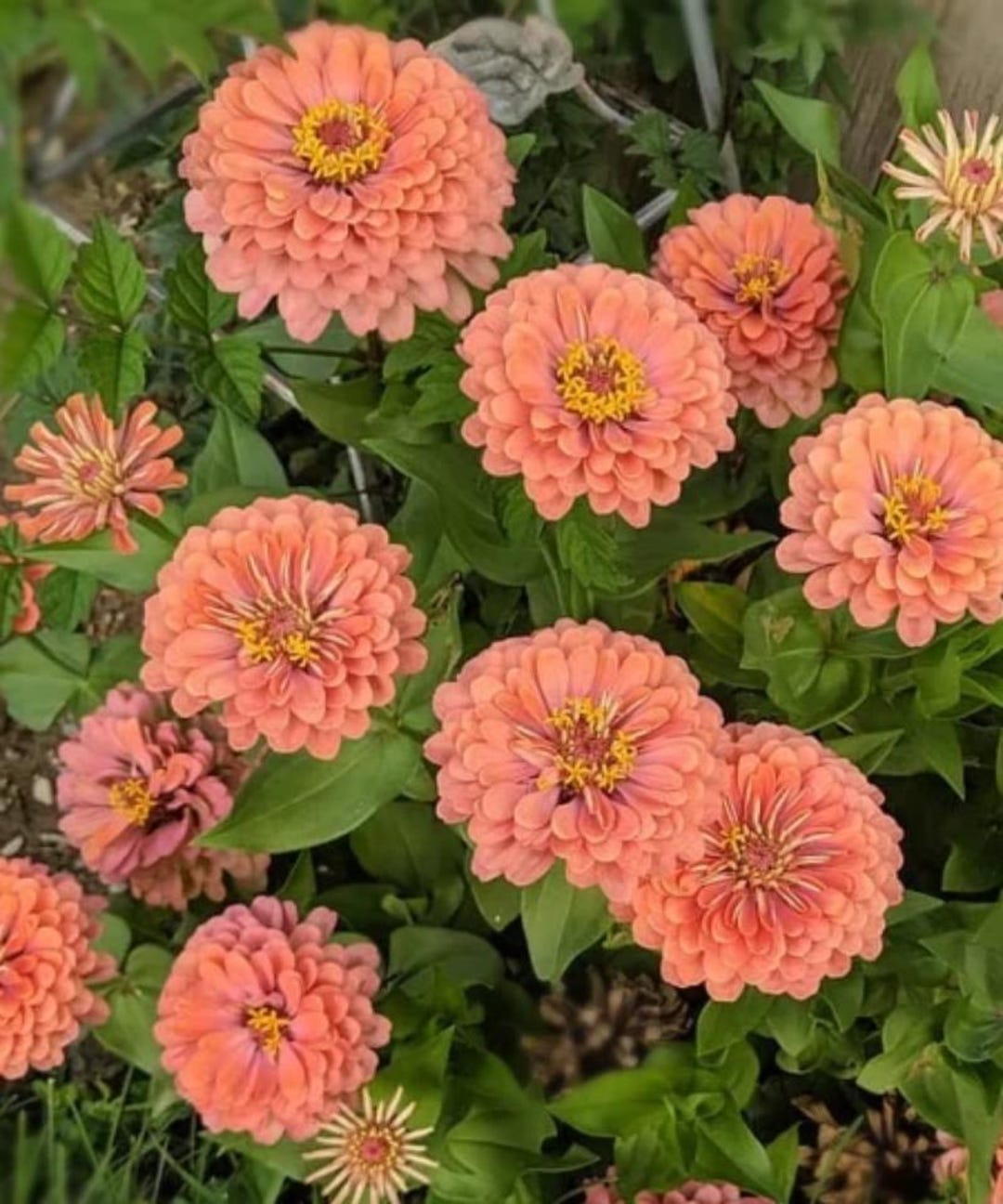 サーモンクイーン・ジニアの花の種、ジニア・エレガンス、夏の間長く