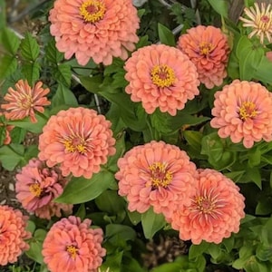 25+ Salmon Queen Zinnia Seeds / Zinnia elegans / Summer Flower/ (G155) F
