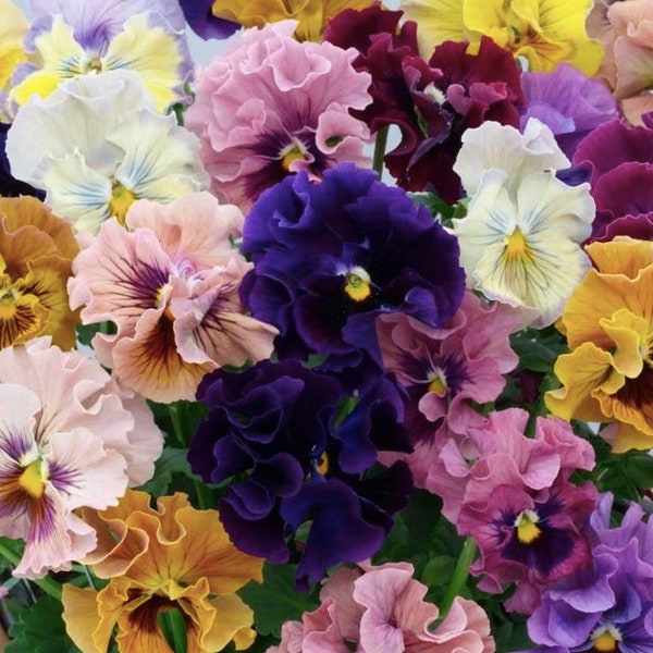 20 Ruffled Pansy Mixed Flower Seeds / Winter Spring Flowering Pansy / Viola Wittrockiana / Can-Can Mix / (#G31)B