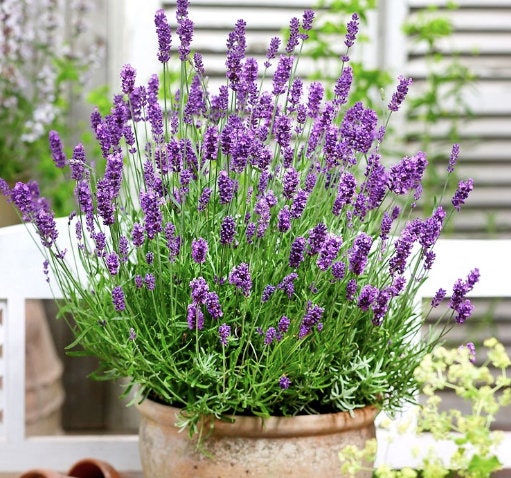 Premium Englische Lavendelsamen - Über 10.000 Samen Für Garten & Balkon - Duftend & Bienenfreundlich