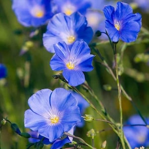 50+ Linum Blue Flax Perennial Seeds / Linum perenne / Perennial Seeds / Cottage Garden Flower (G136) F