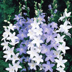 50+ Glockenblumensamen / Glockenblumensamen / Campanula Pyramidalis / Cottage Gartenblume / (GJ7) F