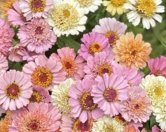 Sementes de Zínia Cresto Mix Pêssegos e Creme, Flores para Jardim Campestre, 25 Sementes