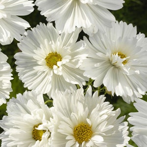 Könnte beinhalten: Eine Gruppe weißer Kosmeen mit gelben Zentren. Die Blüten sind in voller Blüte und haben zarte Blütenblätter.
