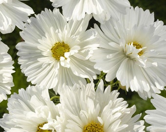 Fizzy White Cosmos Seeds - geplooide bloemblaadje, 30 zaden