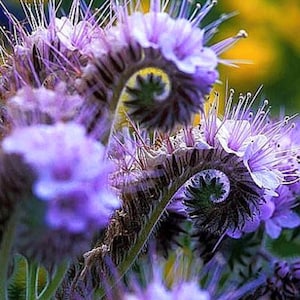 Puede incluir: Primer plano de un grupo de flores moradas y blancas con pétalos espinosos. Las flores están dispuestas en espiral en el tallo.