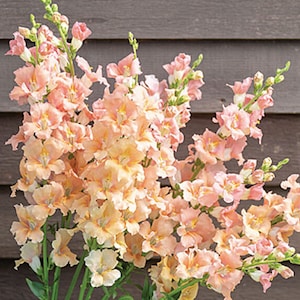 Op de afbeelding: Een boeket roze en perzikkleurige leeuwenbekbloemen met groene stelen.