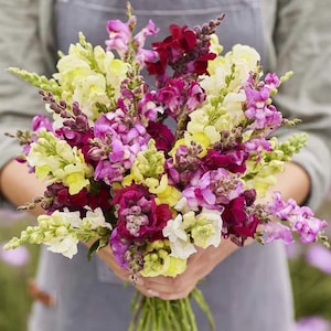 100+ Snapdragon Rainbow mix Flower Seeds / Cottage Garden Flower / Antirrhinum majus / (W14) F