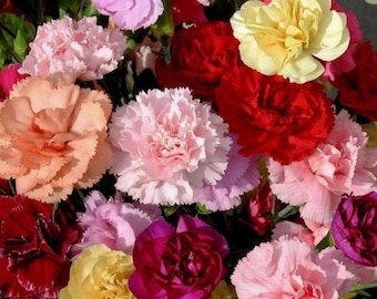 Mezcla de claveles Chabaud, semillas de Dianthus, clavel francés tradicional perfumado, 40 semillas
