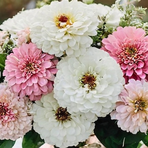 25 Blushing Bride Zinnia Mix Samen / Zinnia elegans / Cottage Garden / Schnittblumenstrauß / (GEM34) FF