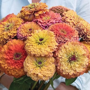 10 Aurora Vintage Zinnia Mix Seeds / Uniek vintage palet biologische Zinnia Mix / Bloemzaden / Zinnia elegans / Zomerbloem /(152) F