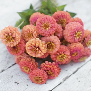 25+ Oklahoma Salmon Orange Zinnia Flower Seed / Zinnia elegans / Apricot  Flower / Cottage Garden / Cut Flower / (136) F