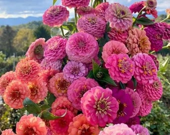 California Giants Zinnia Seeds: Vibrant Cottage Garden Blooms, 25 Seeds