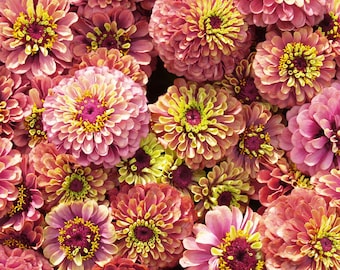 Queeny Red Lime Zinnia, Zinnia elegans, Summer Flower, 10 seeds