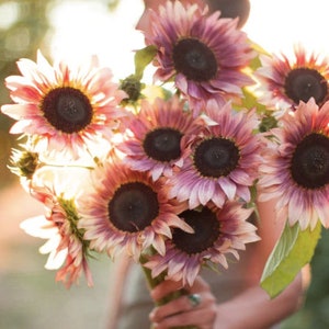 ProCut Plum Sunflower Flower Seeds / Single Stem Sunflower / Plum-to-Cream Bicolor Blooms / (#31)10 seeds