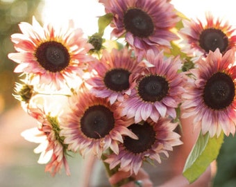 ProCut Plum Sunflower Flower Seeds / Single Stem Sunflower / Plum-to-Cream Bicolor Blooms / (#31) / 10 seeds