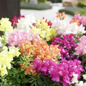 Op de afbeelding: Een levendige weergave van leeuwenbekbloemen in volle bloei. De bloemen tonen een verscheidenheid aan kleuren, waaronder geel, roze, oranje, wit en paars. Groen gebladerte vormt een achtergrond voor de kleurrijke bloesems, wat een levendige en vrolijke scène creëert.