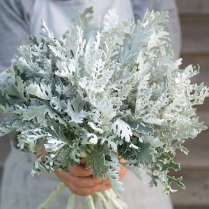 30+ Neue hohe Dusty Miller Samen / Silber Laubblatt / Höher als Silverdust / (121) F