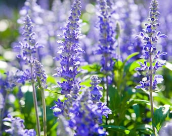 Hyssop Seeds Violet Blue, Hyssopus Officinalis, 50 Seeds