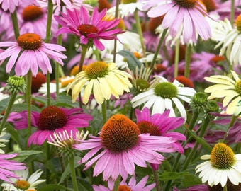 Echnacea Purpurea 'Lustre Hybrid' Coneflower Mix Seeds, Cottage Garden Flower 25 Seeds