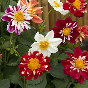 Dahlia ‘Dandy Improved Mix’ Seeds, Collarette - Type Flowers, Cottage Garden, 25 Seeds