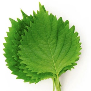 50 Green Shiso Herb Seeds /  Edible Herb Seeds / Japanese Perilla Leaf  / also know as Japanese Basil / (#W35) F