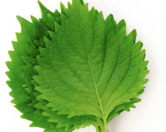 Semillas de shiso verde, perilla japonesa, hoja comestible, hierba asiática de fácil cultivo, 50 semillas