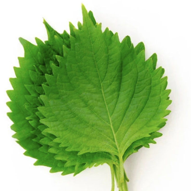 Puede incluir: Primer plano de una pila de hojas verdes de perilla, una hierba popular utilizada en la cocina asi&aacute;tica.