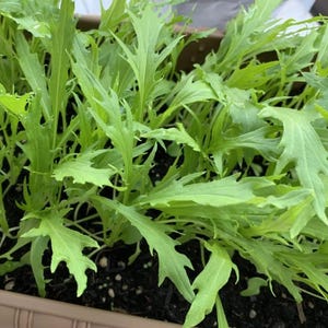 50/100/Green Mizuna Japanese Mustard  Seeds / Japanese Herb / Salada Leaf /Cut-and-grow-again Vegetable (G57) F