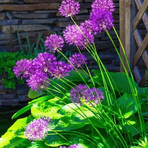 10 Allium Aflatunense 'Purple' Seeds / Ornamental Onion / (GJ21) F
