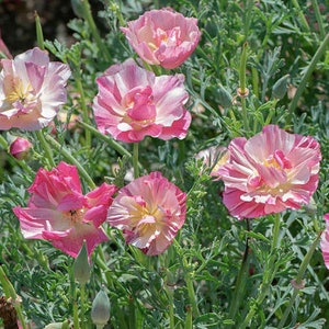 30+ Thai Silk Appleblossom Chiffon Poppy Flower Seeds / California poppy Seeds / Eschscholzia californica / (G18) F
