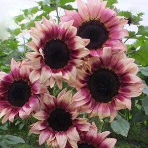 ProCut Plum Sunflower Seeds, Single Stem Bicolour Blooms, Cut Flower Garden, 10 Seeds