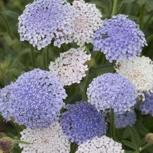30+ Blue Lace Flower Mix seeds - Didiscus caeruleus/ Flower Seeds / Lilac Blue and Soft White Flower / Cottage Garden Flower (GM5) F
